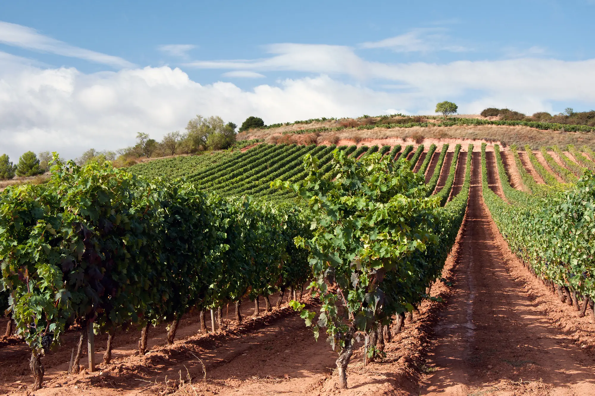 A vineyard on Santiago de Compostela route