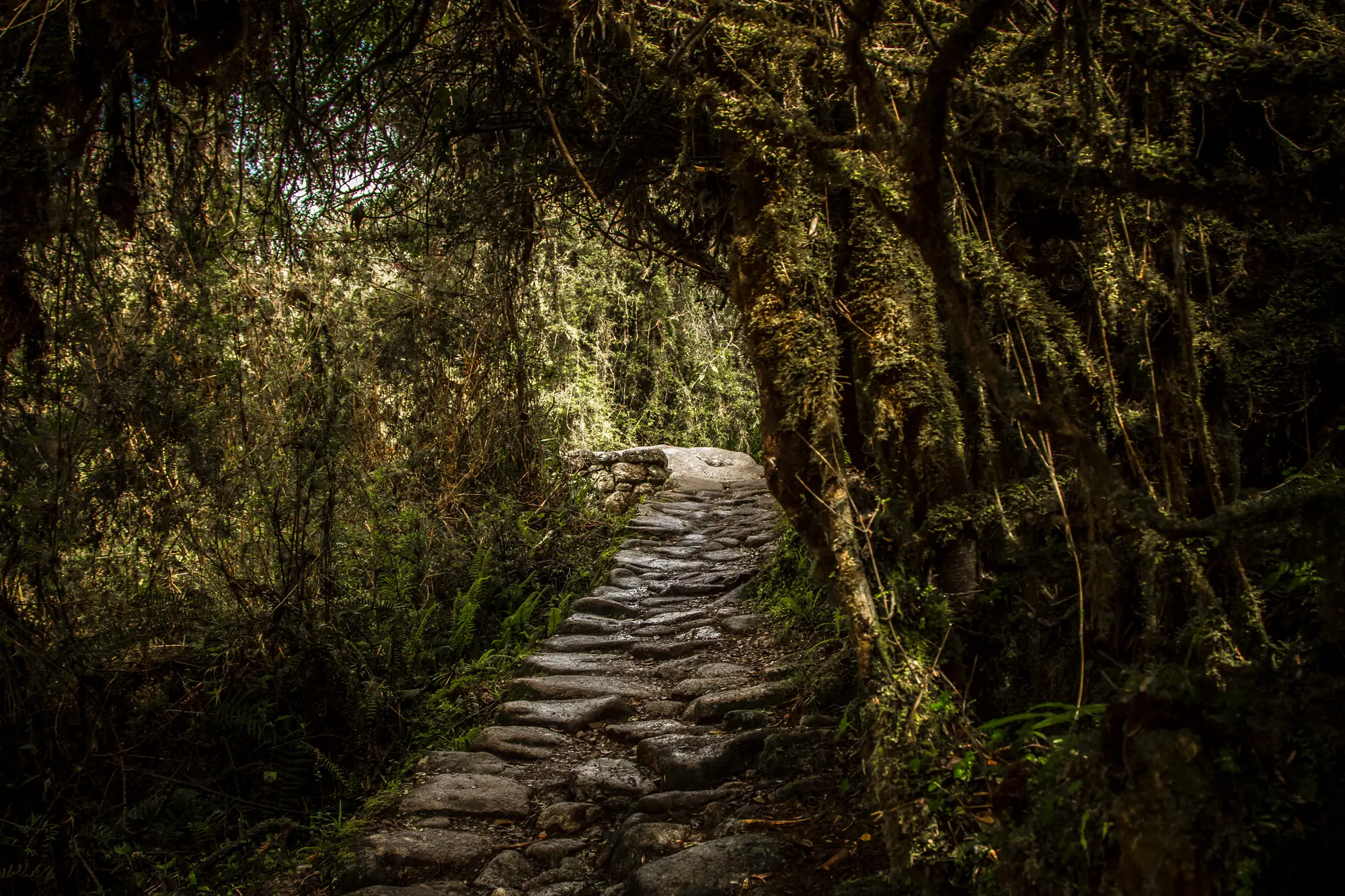Stone-paved Inca trail through the forest