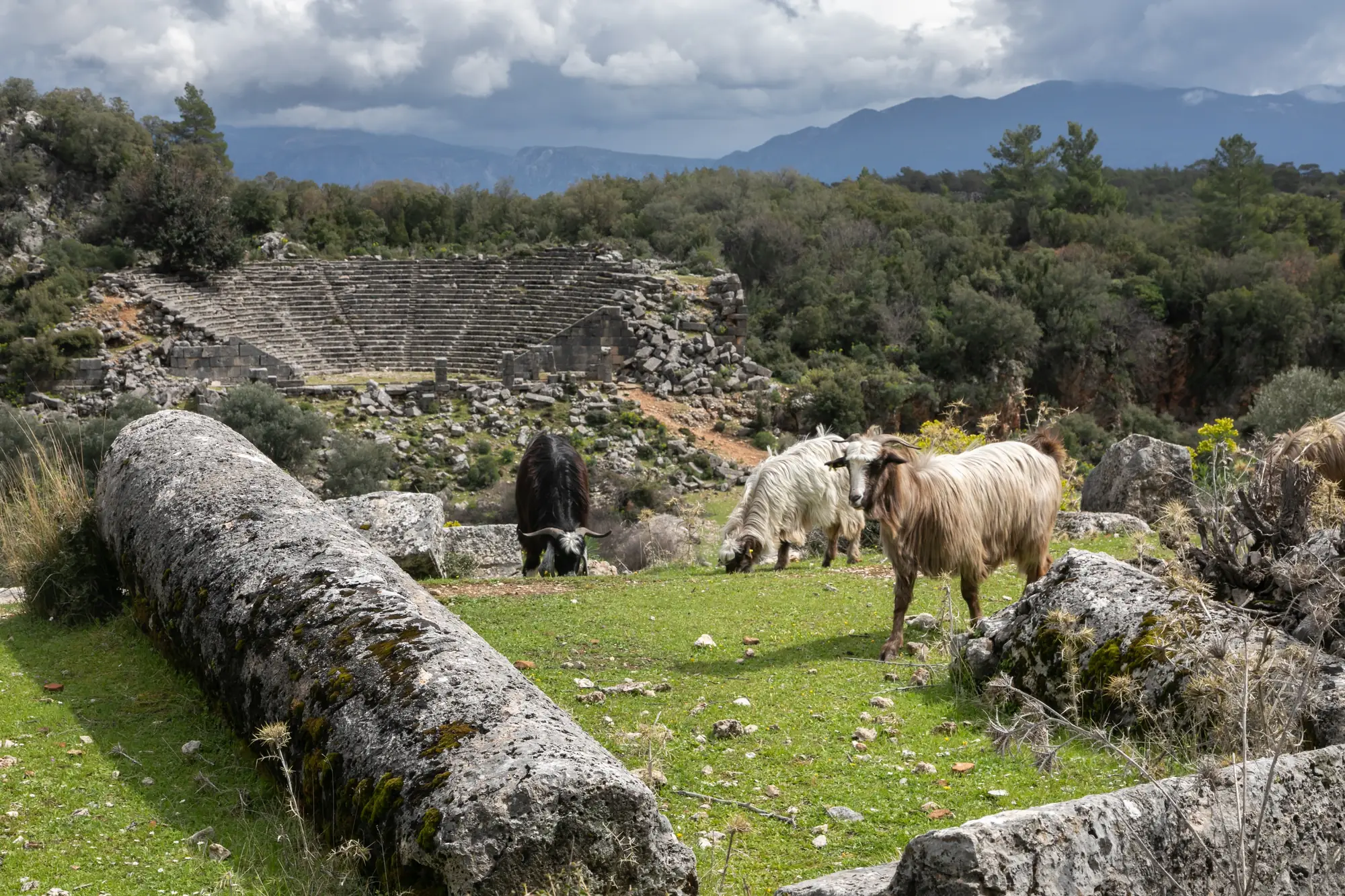 Ancient Lycian ruins amid pine forest