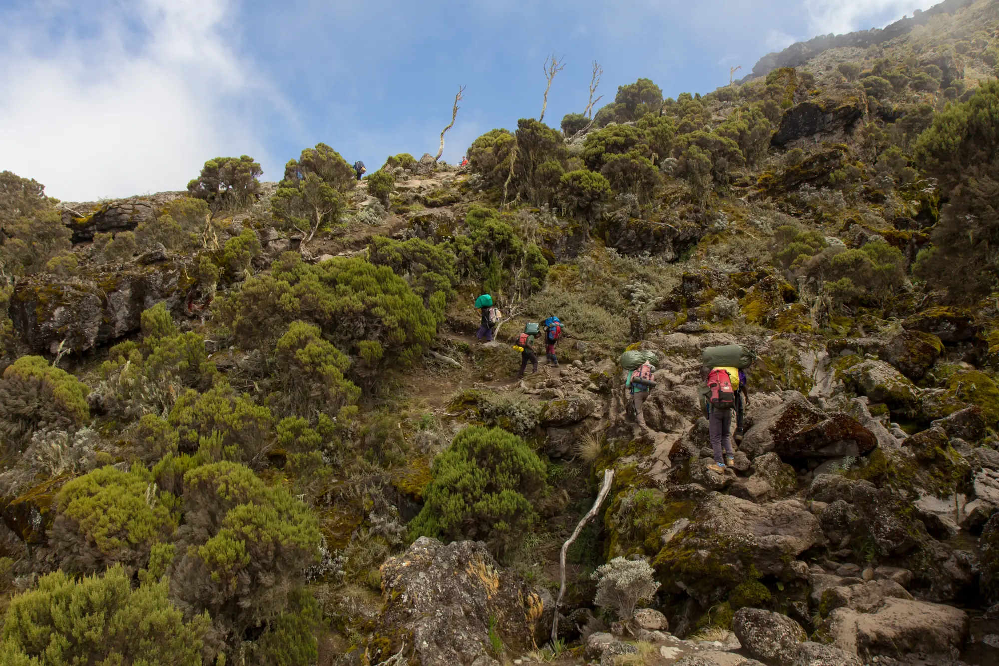 Kilimanjaro trail where mountain replaces the forest