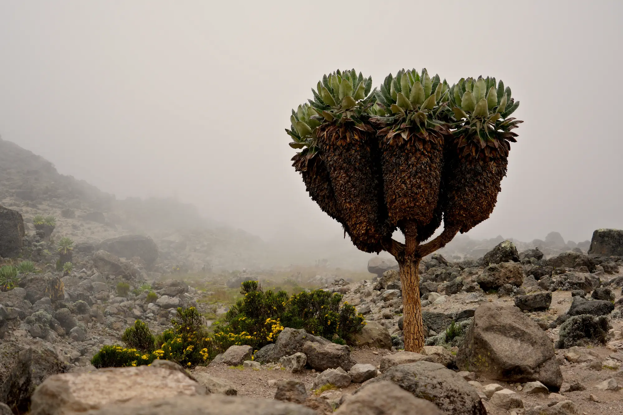 Giant groundsel on the Kilimanjaro trek