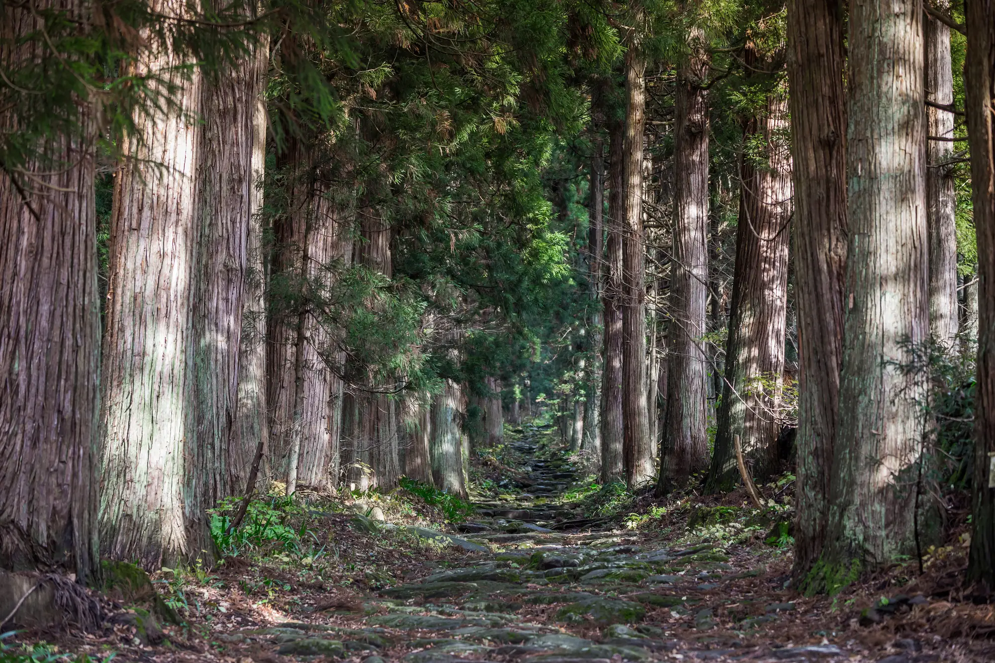 Stone-paved forest path lined with cedar trees