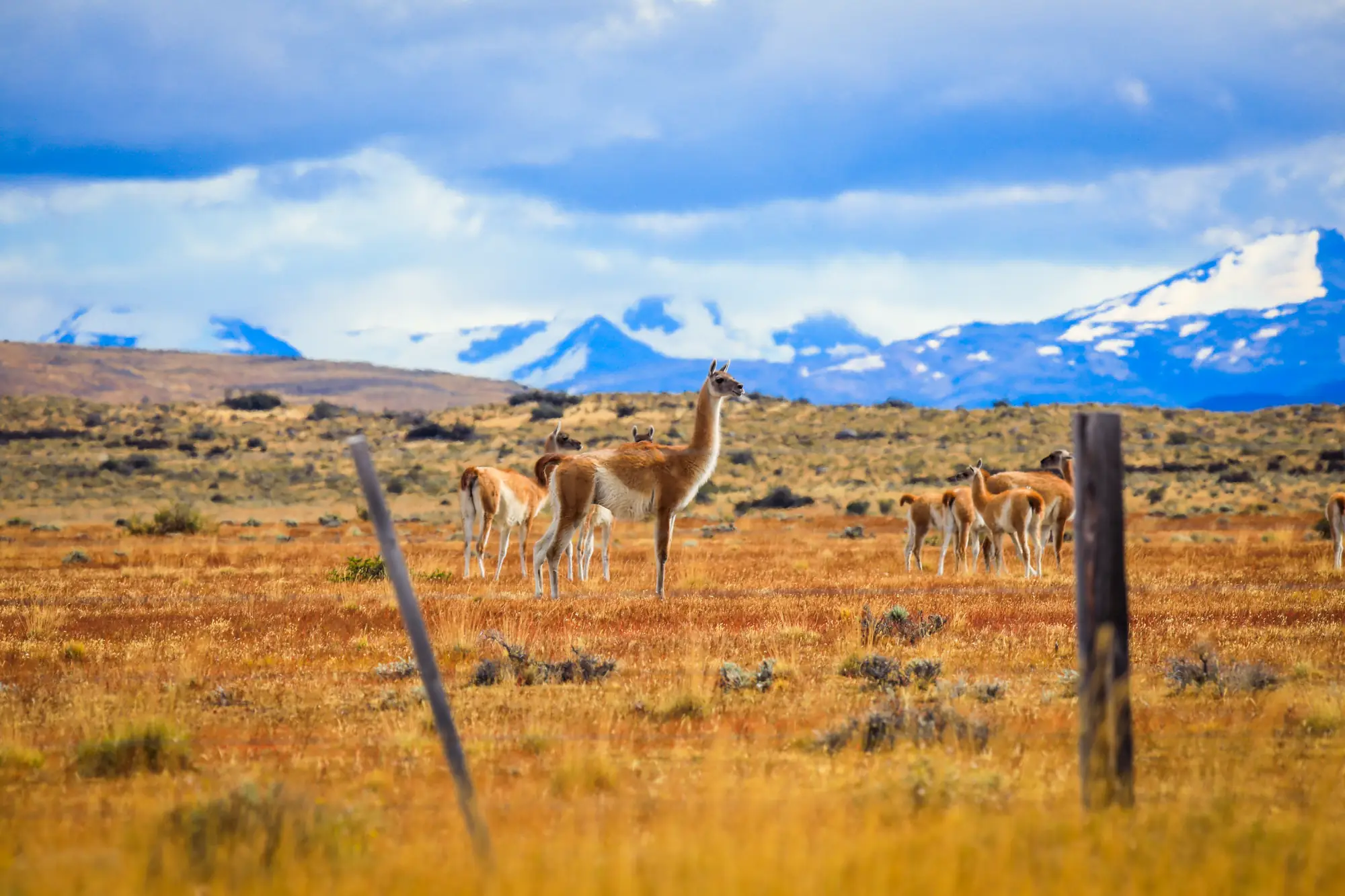 A herd of guanacos on the golden steppe with snow-covered mountains behind